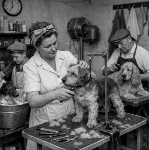 Read more about the article Cum a apărut profesia de Groomer?